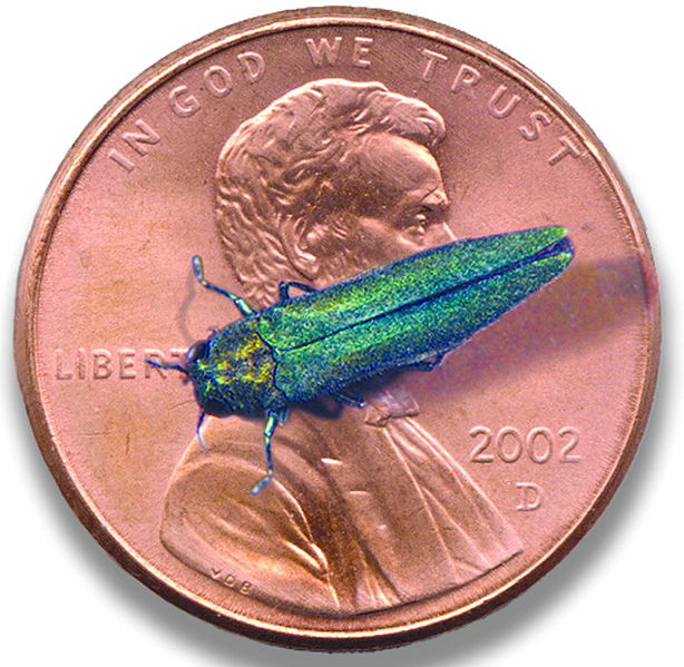 Bug sitting on top of a penny