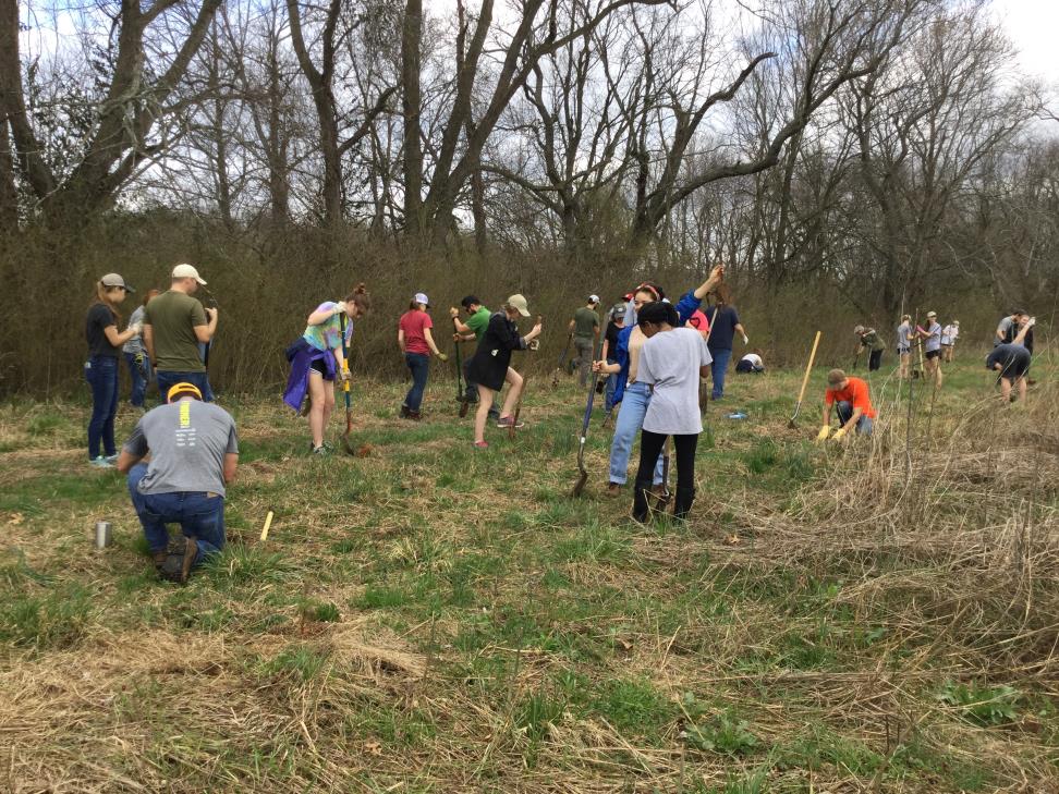 250K Tree Planting