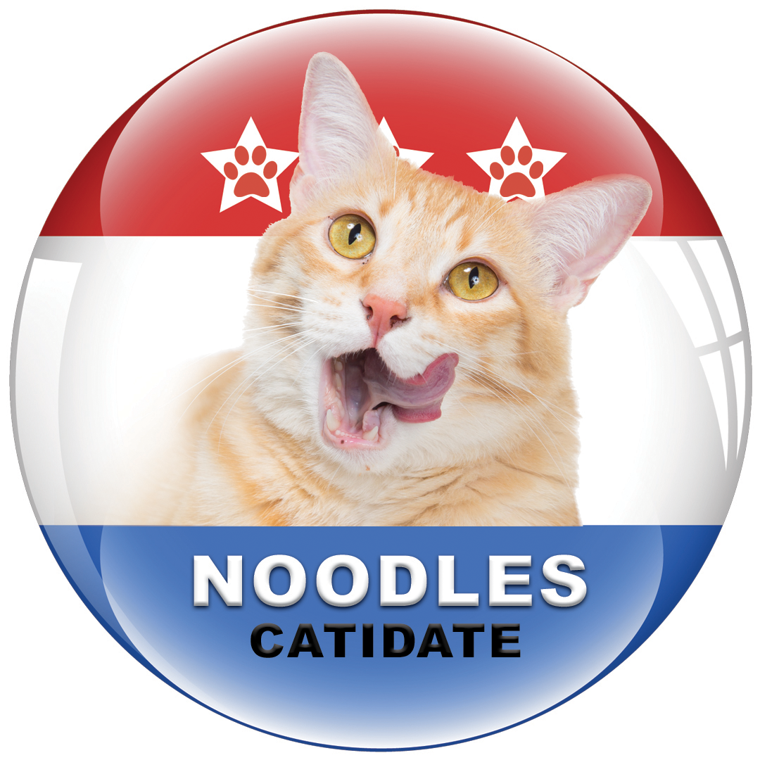 Noodles Catidate