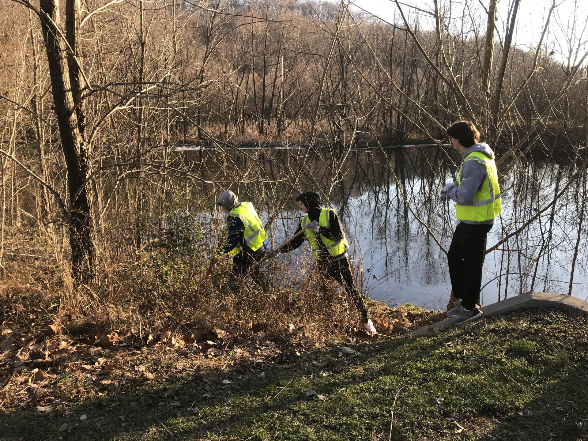 High school kids removing invasives at dry branch wetland