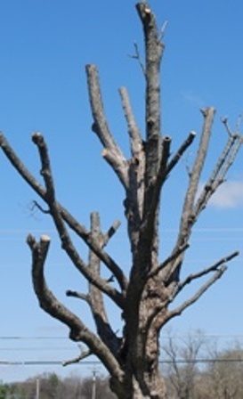 Topped Tree Sample