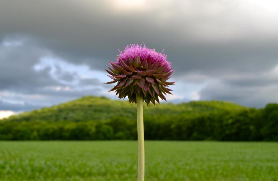 OVERALL WINNER MarkNewsom - Thistle